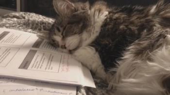 Howie Mandel's Animals Doing Things: A grey kitten sleeps on top of a pile of printed papers