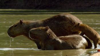 Jaguar: King of the Jungle TV Show: Scene #2