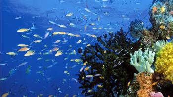 Jean-Michel Cousteau's Ocean Adventures TV Show: Scene #2