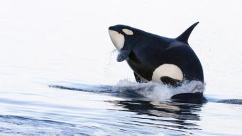 Jean-Michel Cousteau's Ocean Adventures TV Show: Scene #3