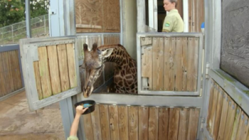Magic of Disney's Animal Kingdom TV Show: Training a giraffe