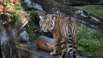 Magic of Disney's Animal Kingdom TV Show: A tiger