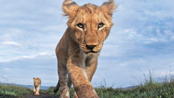 Malika the Lion Queen TV Show: Lionesses pacing through the wild 