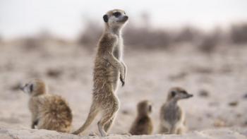 Meerkat Manor: The family senses danger