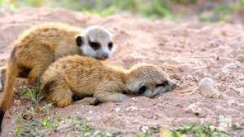 Meerkat Manor: Babies see light for the first time