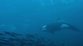 Migrations: The Big Swim Scene 1