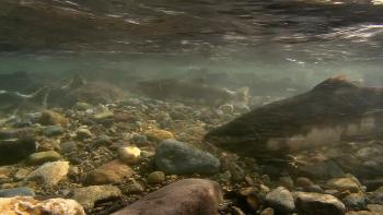 Migrations: The Big Swim Scene 2