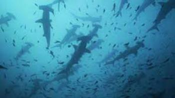 Migrations: The Big Swim Scene 3