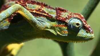 Wild World (Mundo Salvaje) with Ron Magill:  A chamaleon.