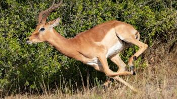Wild World (Mundo Salvaje) with Ron Magill: A deer running.