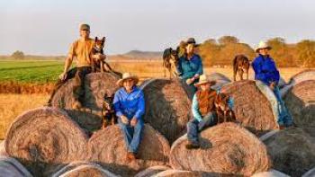 Muster Dogs: Screenshot #3