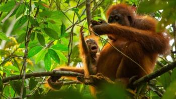 Nature: Parenthood TV show screenshot: An adult and baby orangutang sit on a tree branch together.