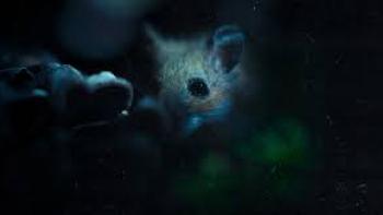 Nightmares of Nature TV show screenshot: Closeup of a mouse on the forest floor at night.