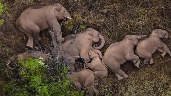 Our Planet II TV show screenshot 3: Elephants of many ages lie on the ground on their sides