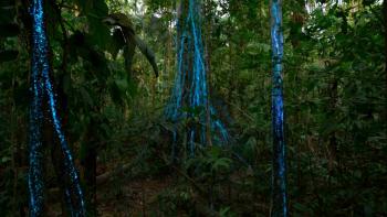 Our_Living_World: A close up shot of a forest shows neon blue ribbons running up the tree's trunks.