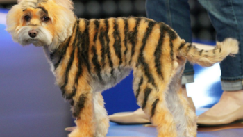 Turning a dog into a tiger. 