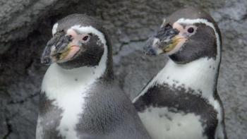Queer Planet TV show screenshot: close up shot of two penguins standing side by side