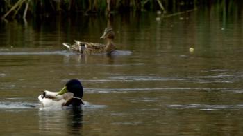 Rivers Lifeblood TV Show: Scene 2