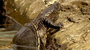 Rivers Lifeblood TV Show: Scene 3