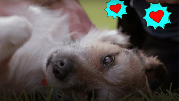 Roman to the Rescue TV Show: rescue dog Benji