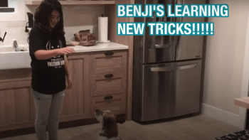 Roman to the Rescue TV Show: Benji's new kid Petra