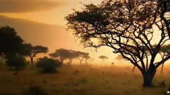 Serengeti TV Series: The Serengeti Plain. 