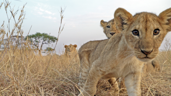 Serengeti TV Series: Lion cubs. 