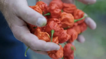 Superhot: The Spicy World of Pepper People screenshot 2: A handful of very hot peppers. 