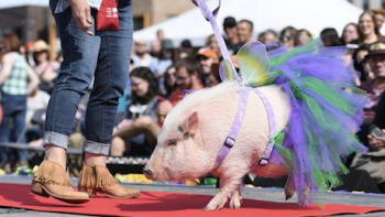 That Animal Rescue Show TV Show: A pig pageant