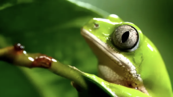 The Americas TV show screenshot 1: a bright green frot among leaves. 