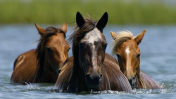 The Americas TV show screenshot 2: A trio of wild horses wade in water. 