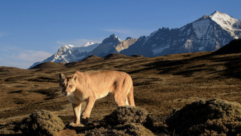 The Americas TV show screenshot 3: A large cat species walks among mountains. 