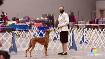 The Mighty Underdogs TV Show: Emma showing her dog