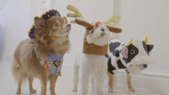 The Secret Life of Dancing Dogs screenshot 2: Lucky the chihuahua dressed up with other small dogs. 
