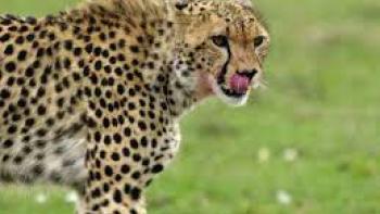 The Secret Lives of Big Cats TV Show: Scene 1