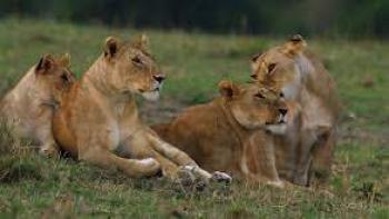 The Secret Lives of Big Cats TV Show: Scene 3