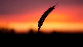 The History of Food TV Show: Scene #1, The Agricultural Revolution