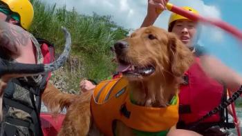 The Pack TV Show: Golden Retriever Jax leads a rafting expedition