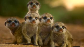 Five small meerkats huddle together in front of a blurred background  