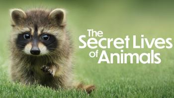 The Secret Lives of Animals in white over a green background with baby raccoon on the left side of the image