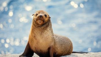 Baby seal in front of a blurred blue background