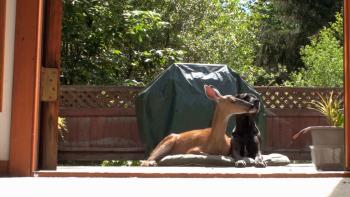 Unlikely Animal Friends TV: Scene #4