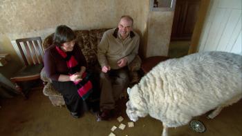 Unlikely Animal Friends TV: Scene #5