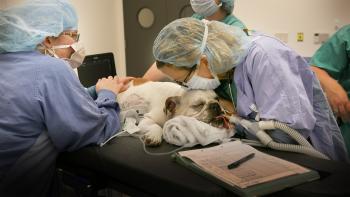 Vet School TV: Scene #4