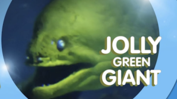 What Sam Sees TV Show: A giant green moray eel