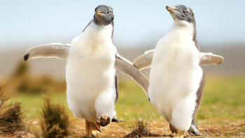 When Nature Calls with Helen Mirren TV Show: These penguins are lost. 