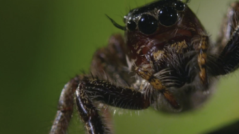 When Nature Calls with Helen Mirren TV Show: An arachnid rubs its hands. 