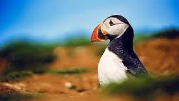 Wild Isles TV show screenshot #2: puffin