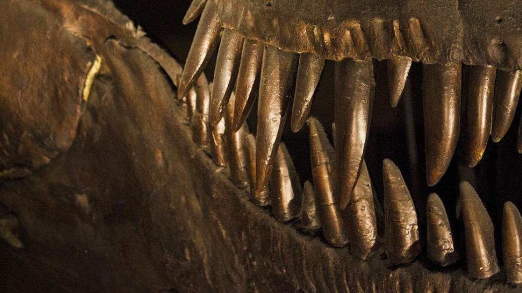 Rex Rise The Rise and Fall of T-Rex Movie Review | Common Sense Media