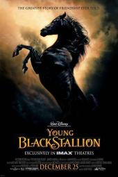 The Young Black Stallion Poster Image